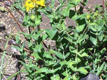 Hypericum perforatum e H. perfoliatum